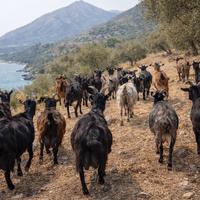 60 capre meticce da latte - gregge completo