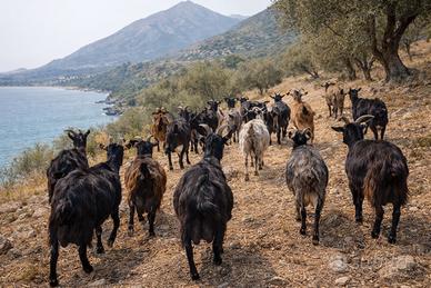 60 capre meticce da latte - gregge completo