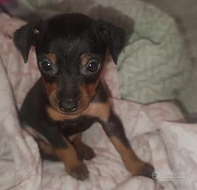 Cane pincher di razza