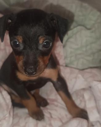 Cane pincher di razza