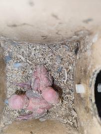 2 pulli Rosenkohl inseparabili