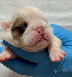 Cuccioli bulldog Inglese pedigree Enci
