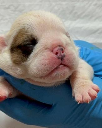 Cuccioli bulldog Inglese pedigree Enci