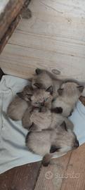 Cuccioli di siamese thai
