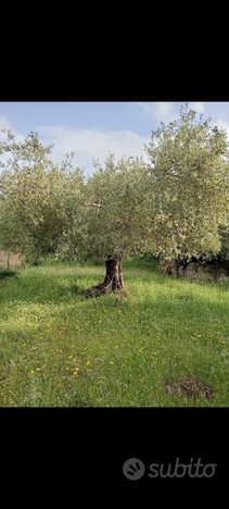 Terreno con casa da ristrutturare