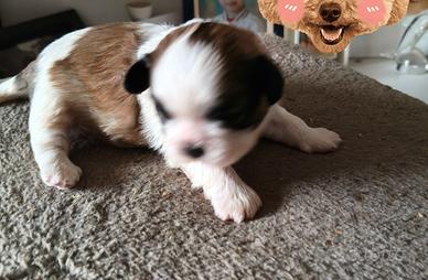 Cane Shih tzu
