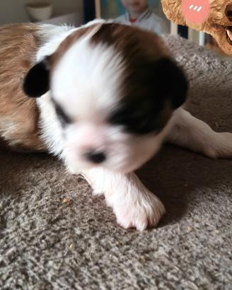 Cane Shih tzu