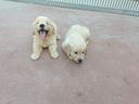 golden-retriever