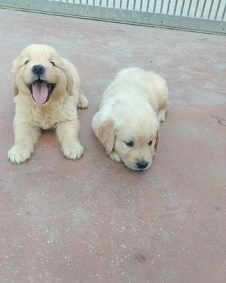 Golden Retriever