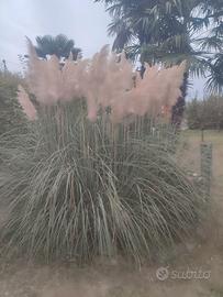 piumetti di Pampa