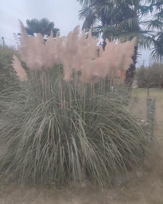 piumetti di Pampa