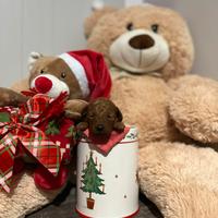 Barboncini toy e mini