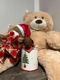 Barboncini toy e mini