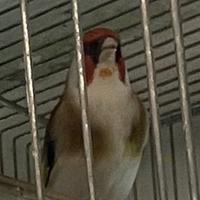 Cardelleni mayor