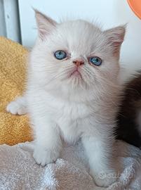 Gatti Persiani exotic shorthair