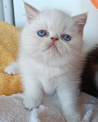 Gatti Persiani exotic shorthair