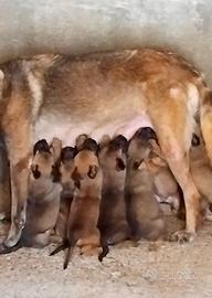 Pastore Belga Malinois
