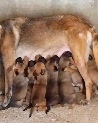 Pastore Belga Malinois