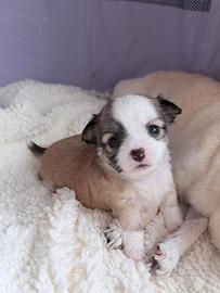 Cuccioli chihuahua pelo lungo