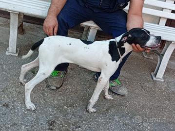 Cuccioli pointer
