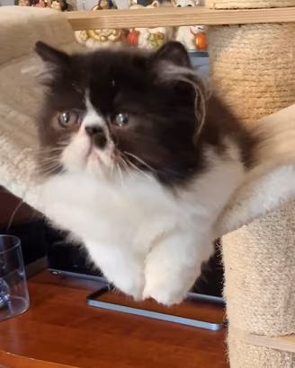 Cucciolo gatto persiano bianco nero
