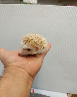 Cuccioli di ricci africani