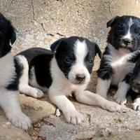 Border collie cuccioli