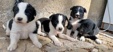 Border collie cuccioli