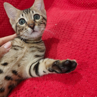 Femmina Savannah 2,5 mesi