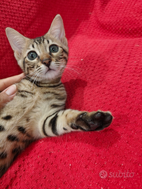 Femmina Savannah 2,5 mesi