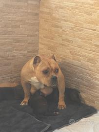 Cuccioli American Bully Pocket