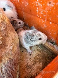 Cavia peruviana