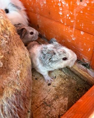 Cavia peruviana