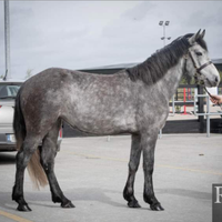 Pony connemara prov Torino