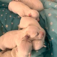 Cuccioli Maltese