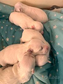 Cuccioli Maltese