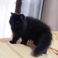 Assistenza e accudimento gatti