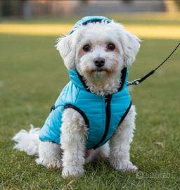 Cappottino per cani