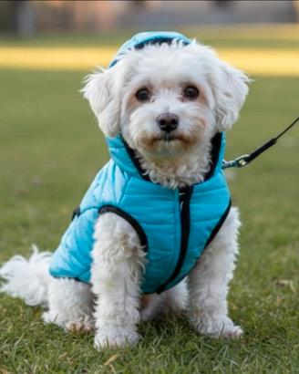 Cappottino per cani