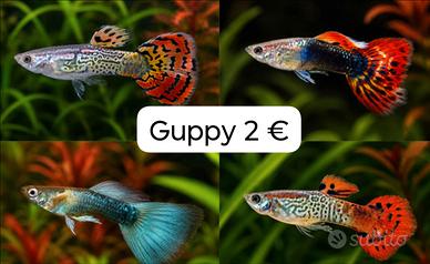 Pesci acquario
