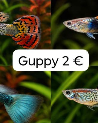 Pesci acquario