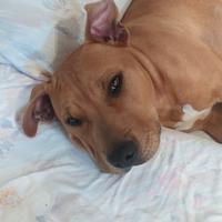 Pitbull american staffordshire terrier
