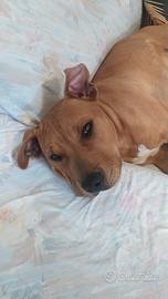 Pitbull american staffordshire terrier