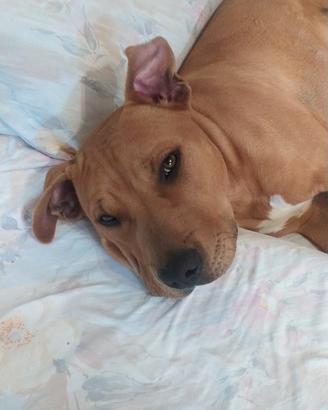 Pitbull american staffordshire terrier