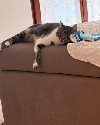 Gatto Europeo non di razza