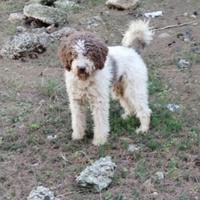 Lagotto Romagnolo