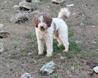 Lagotto Romagnolo