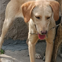 Segugio maremmano femmina