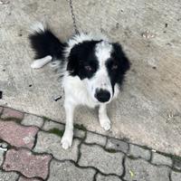 BORDER COLLIE 1anno 3 mesi