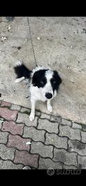 BORDER COLLIE 1anno 3 mesi